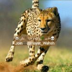 حیات وحش (مستند🐼حیوانات 🐾طبیعت 🐨) - کانال بله